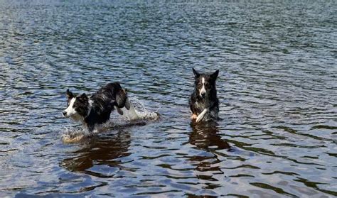 Can Border Collies Swim: Exploring the Depths of Canine Aquatic Abilities