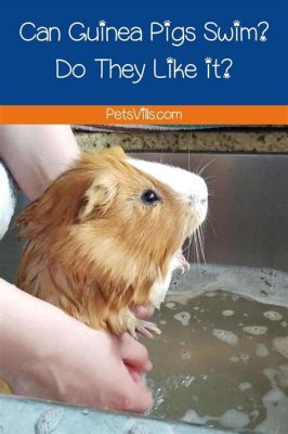 Can Guinea Pigs Swim? Exploring the Aquatic Abilities of Our Furry Friends