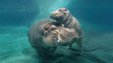 How Fast Can a Hippopotamus Swim and Why Do They Love Watermelon So Much?