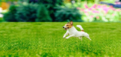 How to Protect Grass from Dog Running: A Comprehensive Guide