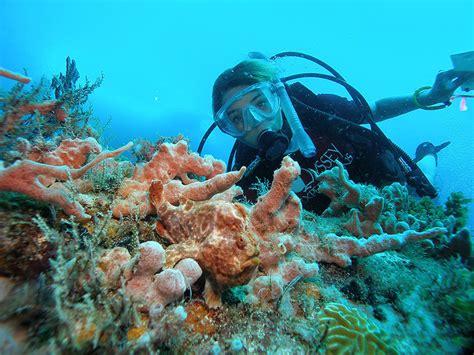 Ocean Odyssey! An Educational Voyage Through Marine Biology